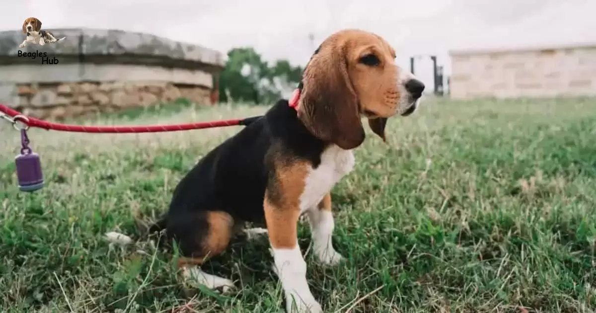 WHY BEAGLES ARE THE WORST DOGS?