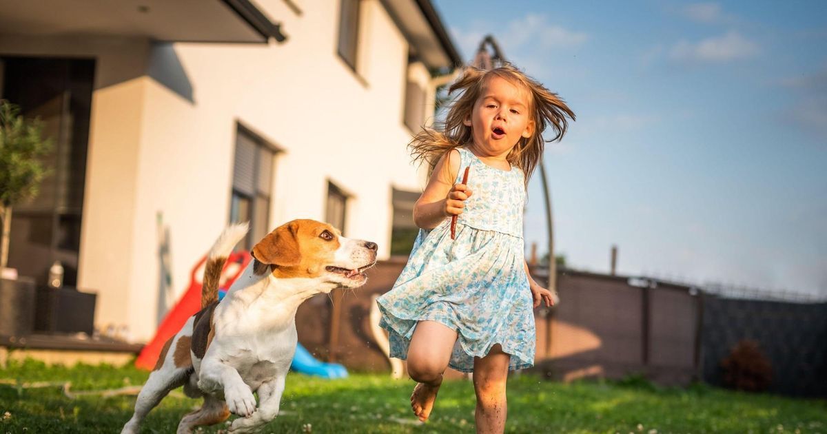 How Fast Can a Beagle Run?