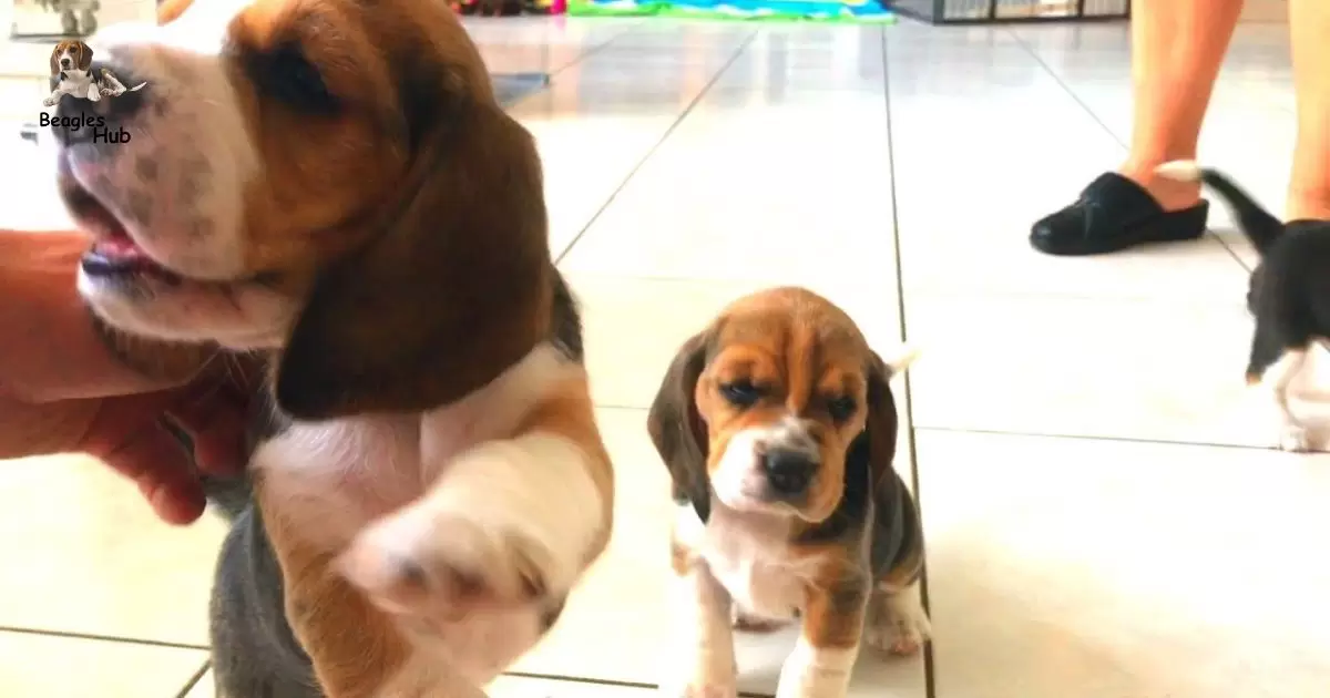 HOW MANY PUPPIES DO BEAGLES HAVE