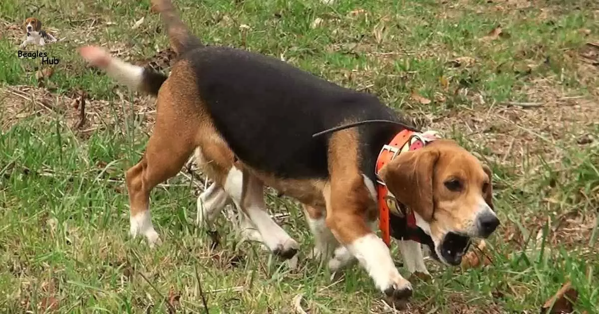 HOW TO TRAIN A BEAGLE TO HUNT