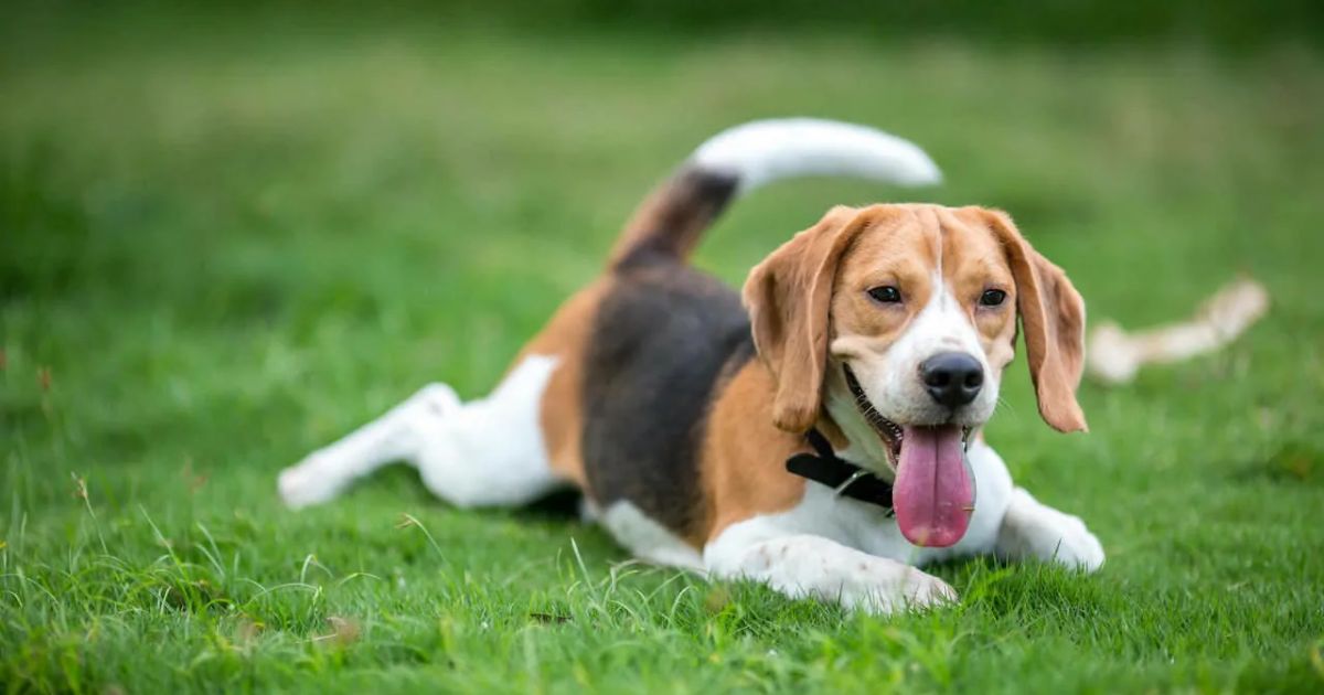 Activities to Celebrate National Beagle Day