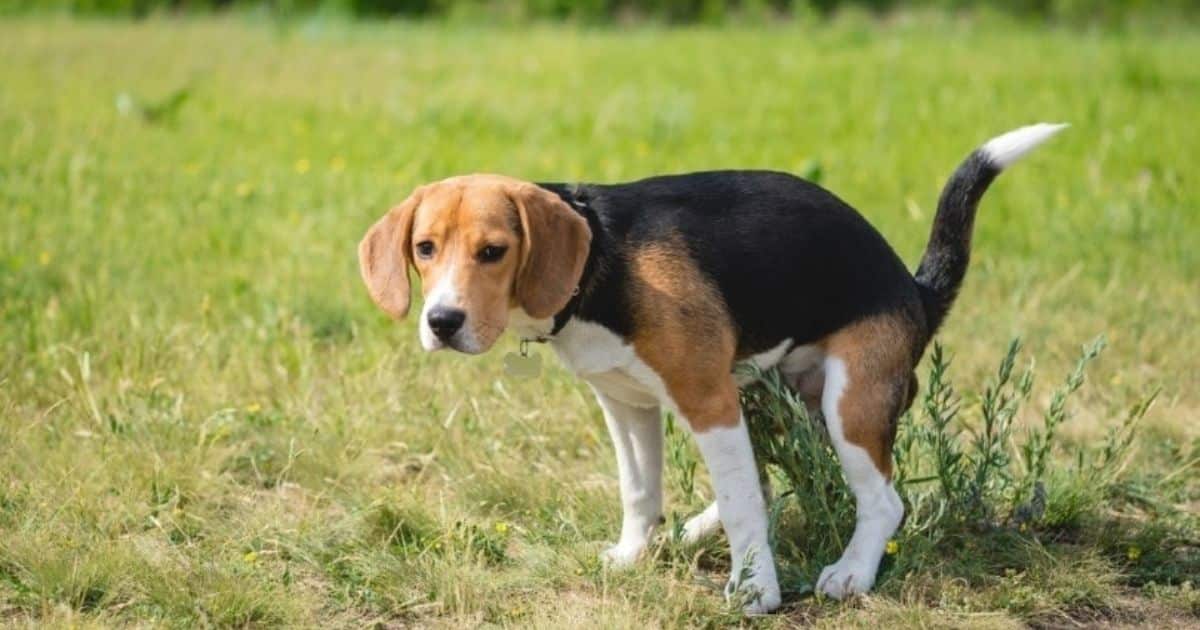 Are Beagles Easy to Potty Train
