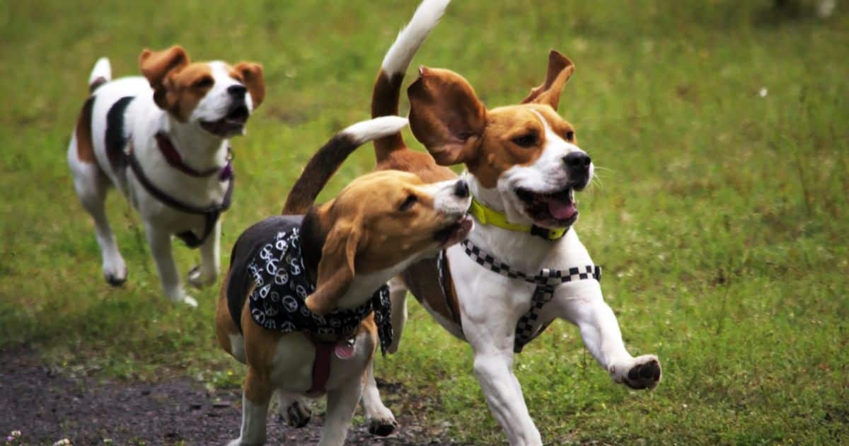 Are Beagles Good With Other Dogs