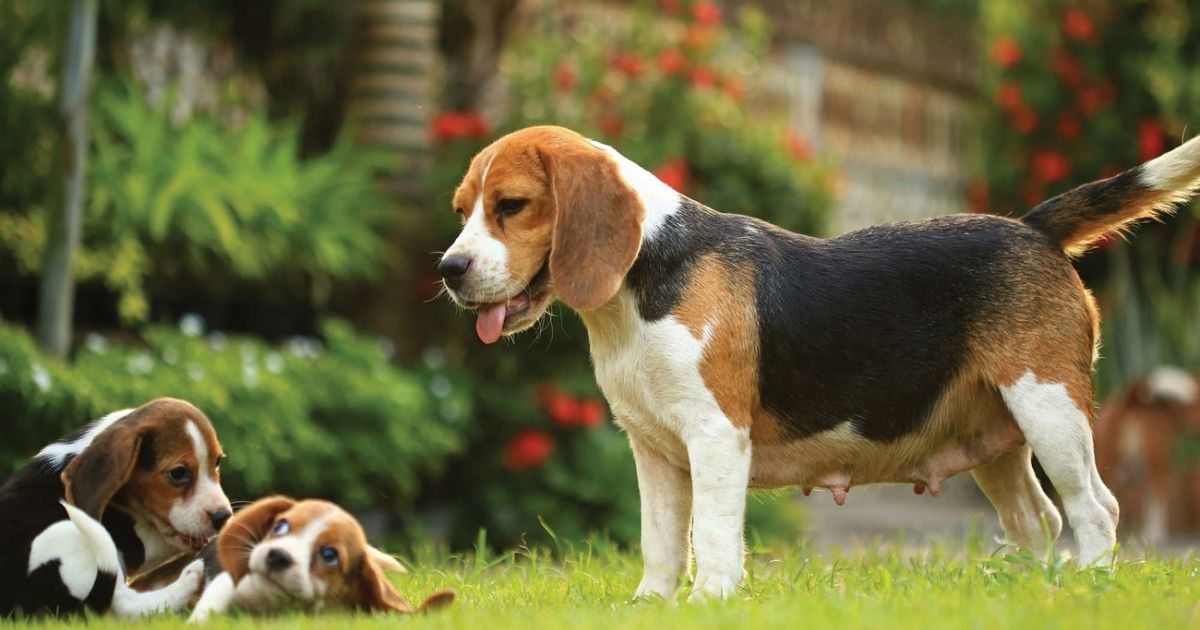 Beagle Breed Overview