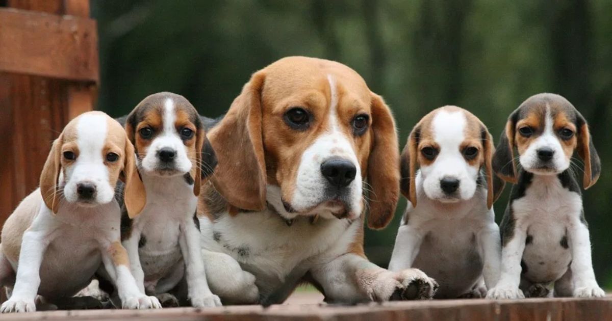 Beagle Breeders and Choosing the Right One