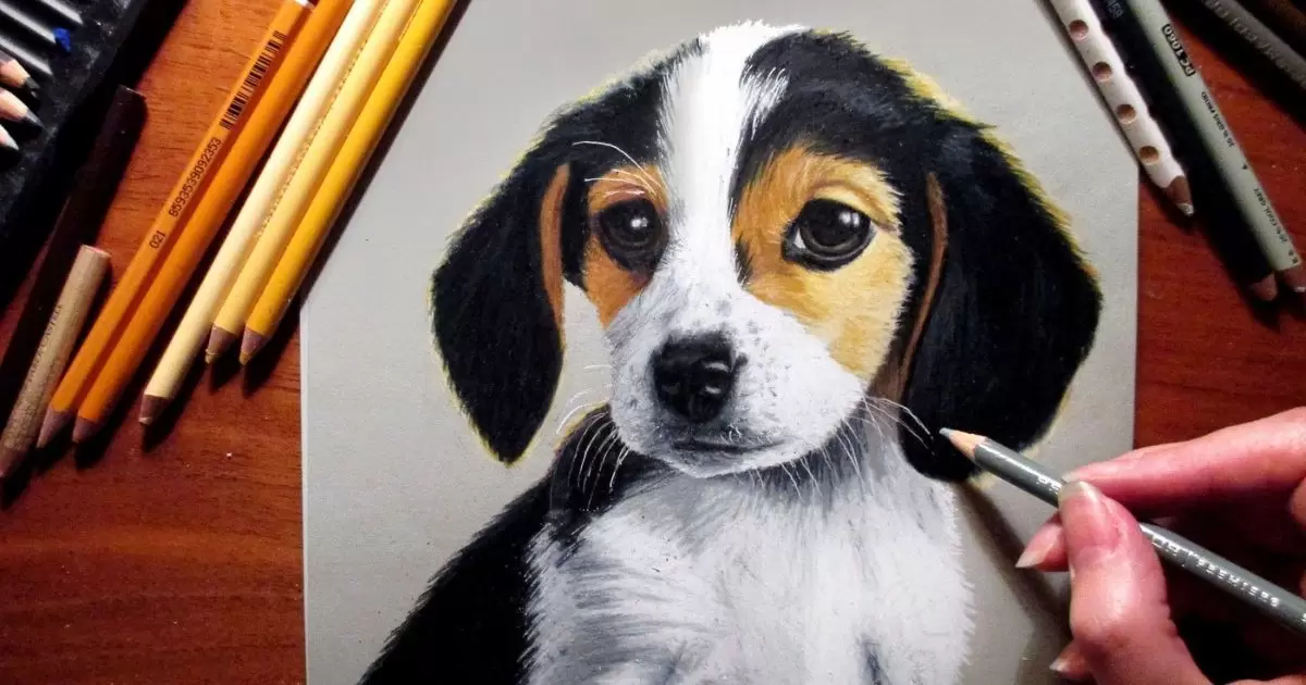 Beagle Drawing Tutorial