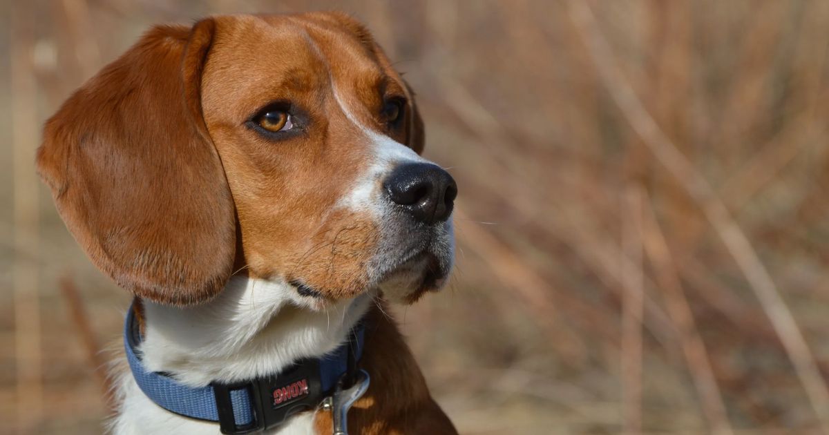 Beagle Feeding Guide for Seniors