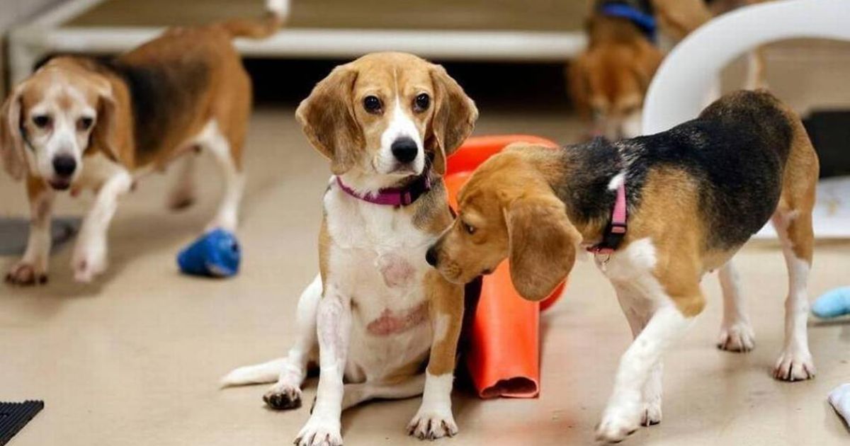 Beagle Feeding Guide for Seniors