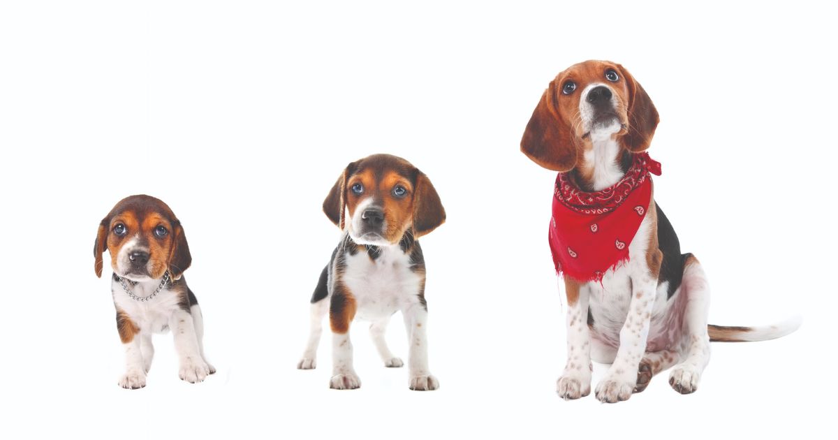 Beagle Growth and Weight Chart