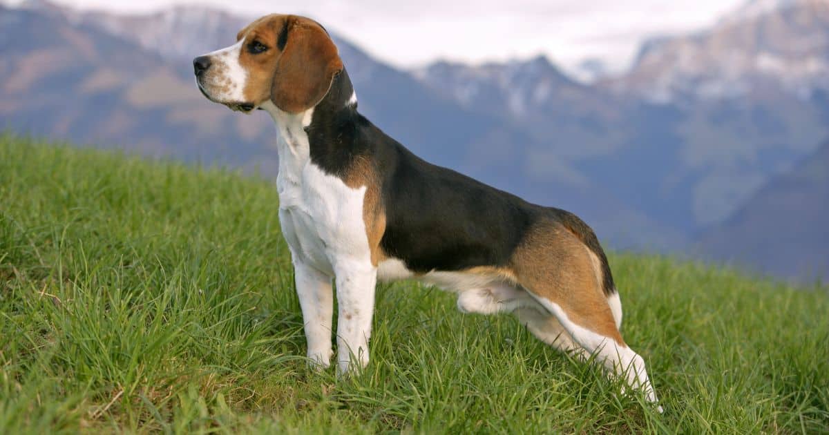 Beagle Size and Weight Expectations