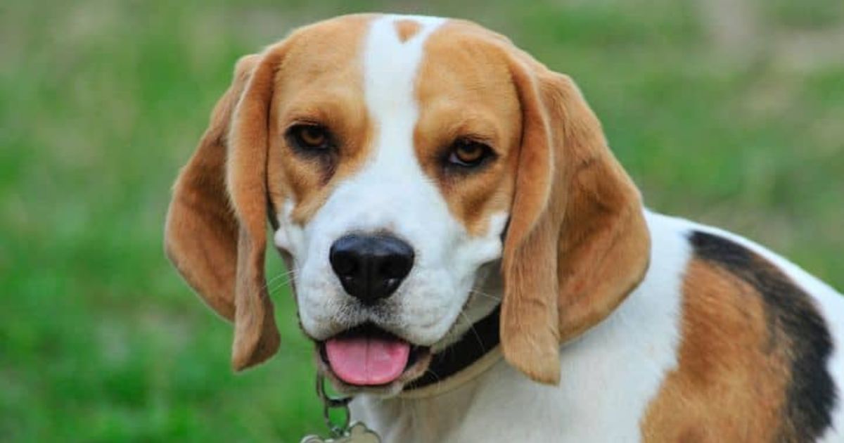 Beagles: A Popular Choice for Research