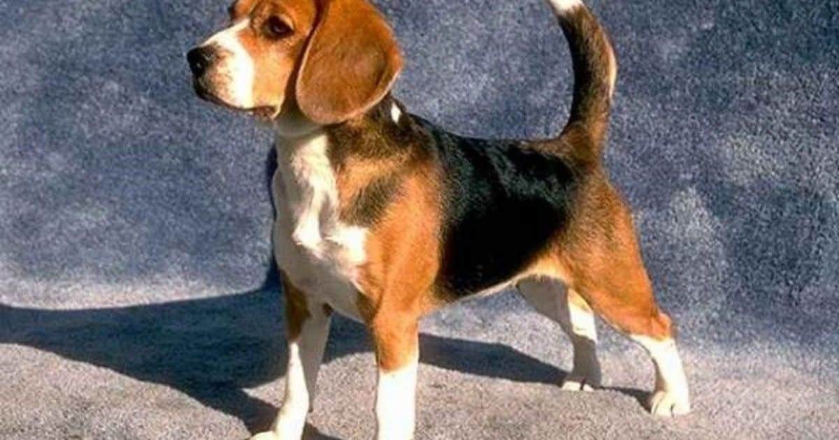 Beagles' Adaptability in Experiments