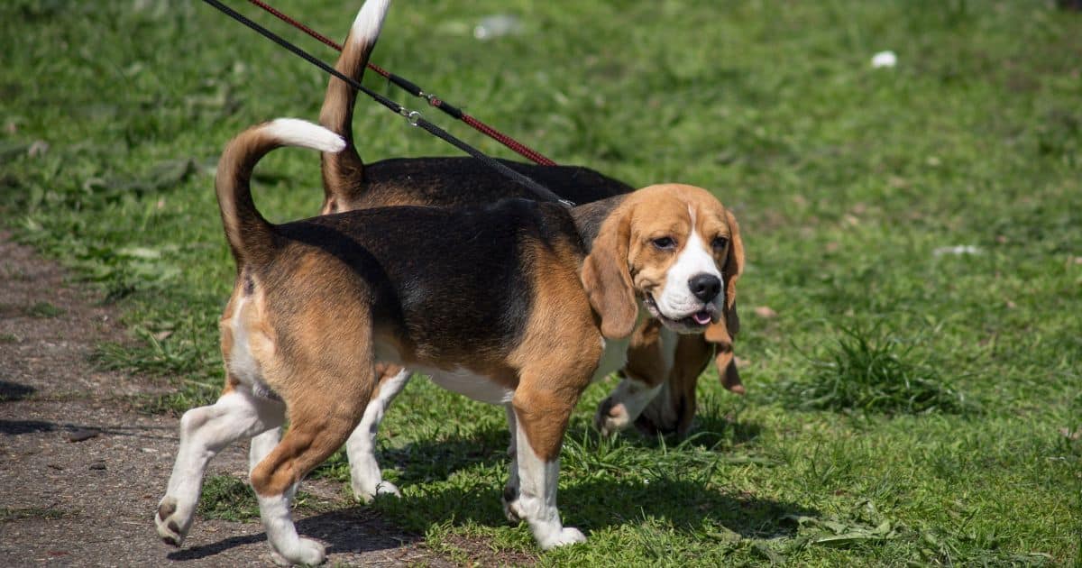 Beagles as a Suitable Animal Model for Research