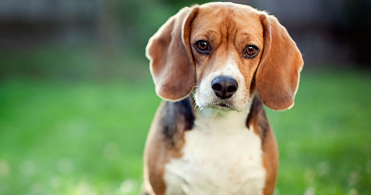 Beagles as Models for Genetic Studies