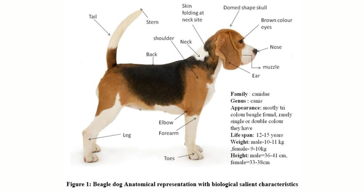 Beagles in Different Types of Medical Research