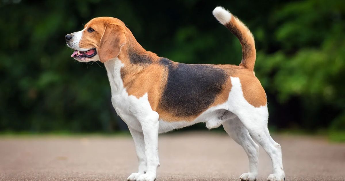 Beagle's Small Size and Accessibility