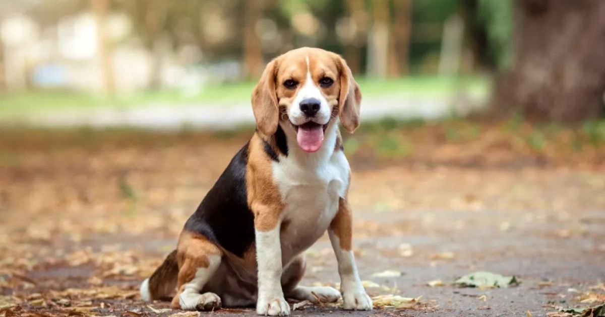 Beagles' Sociable and People-Oriented Personality