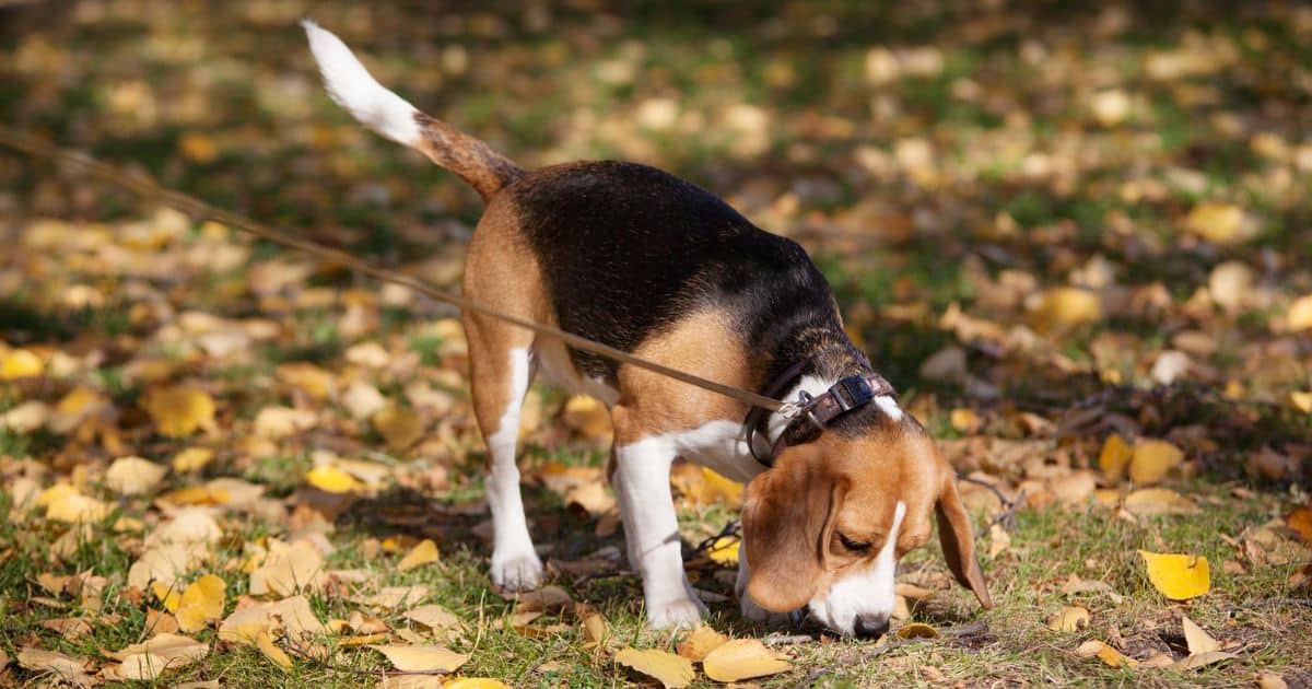 Behavioral Quirks of Beagles