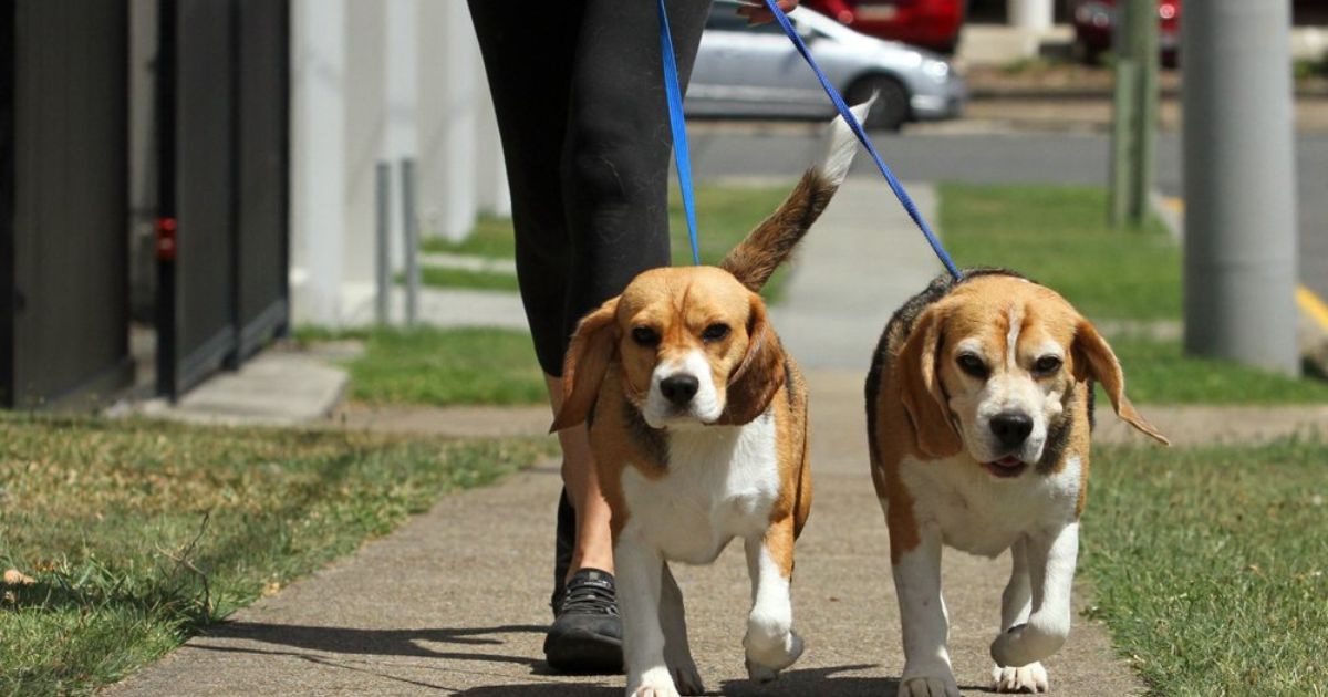 Can a Beagle Be a Service Dog?