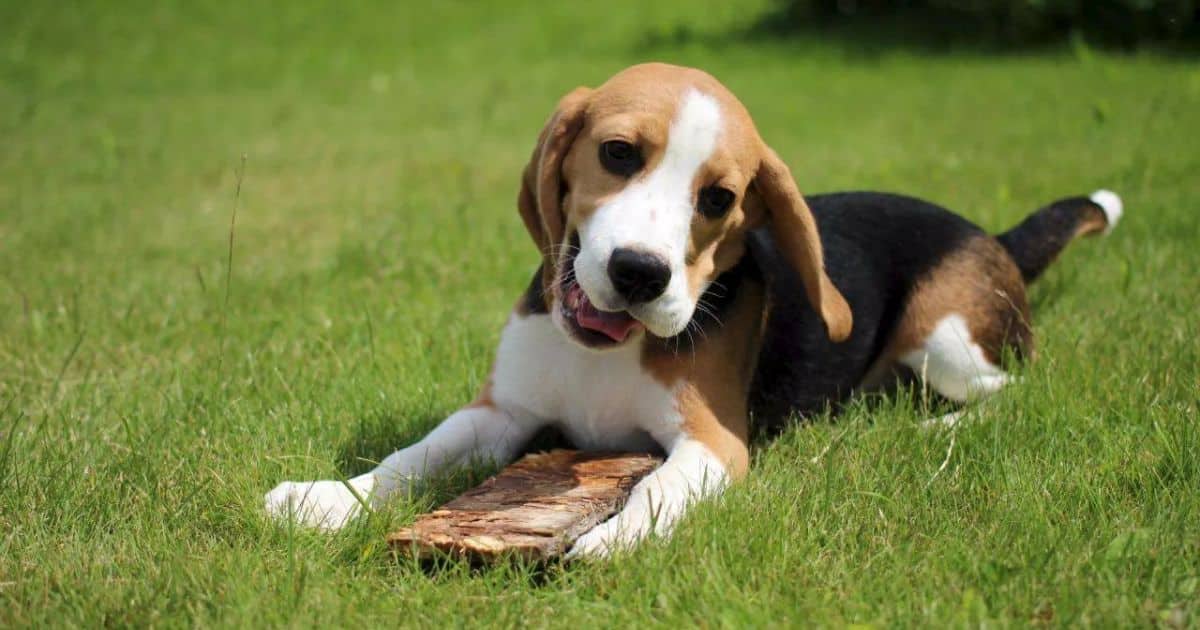 Common Health Issues in Beagles