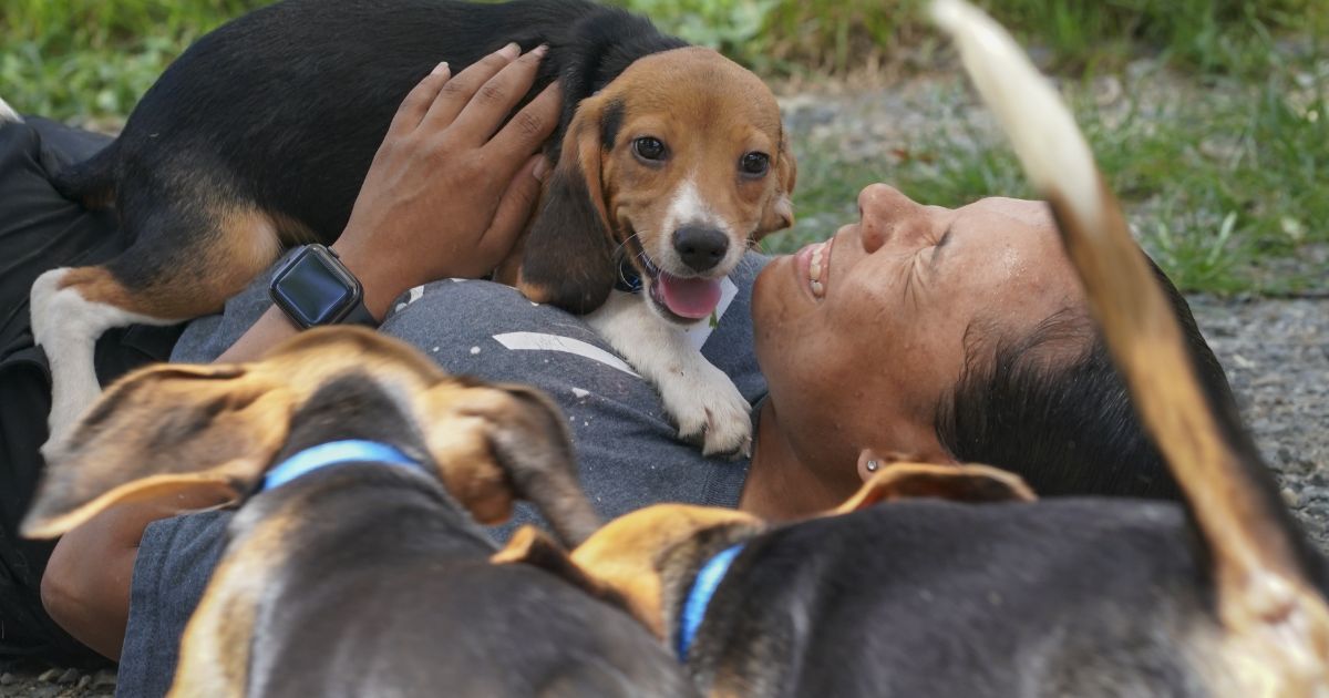 Discovering the Total Number of Beagles Saved in Virginia