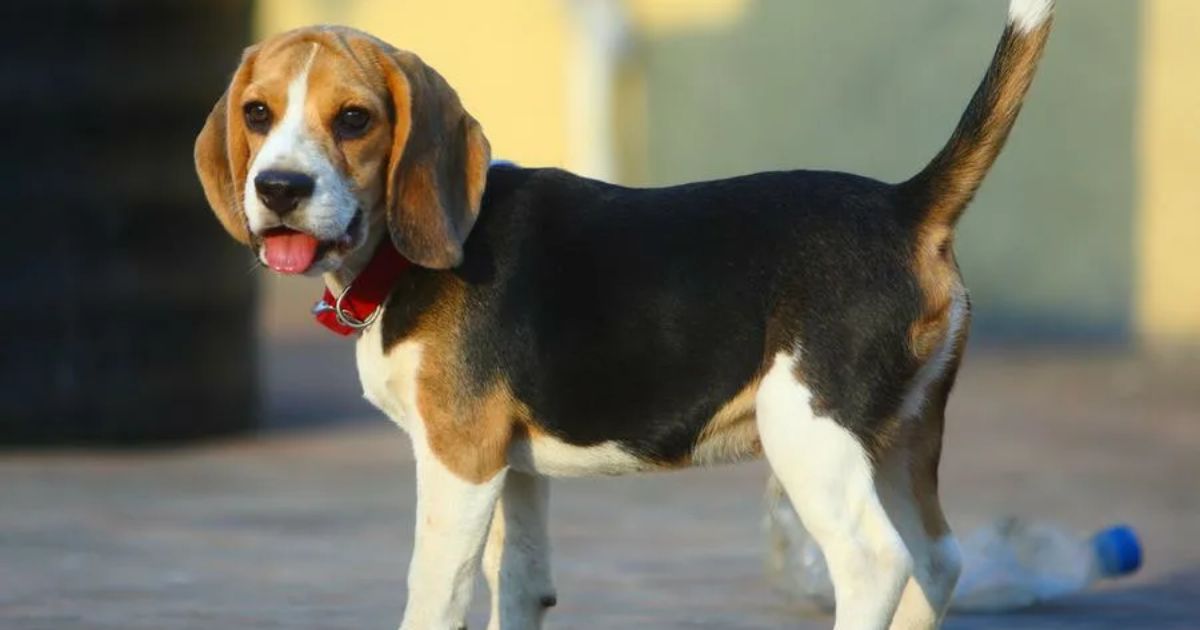 Do Beagles Need a Lot of Exercise