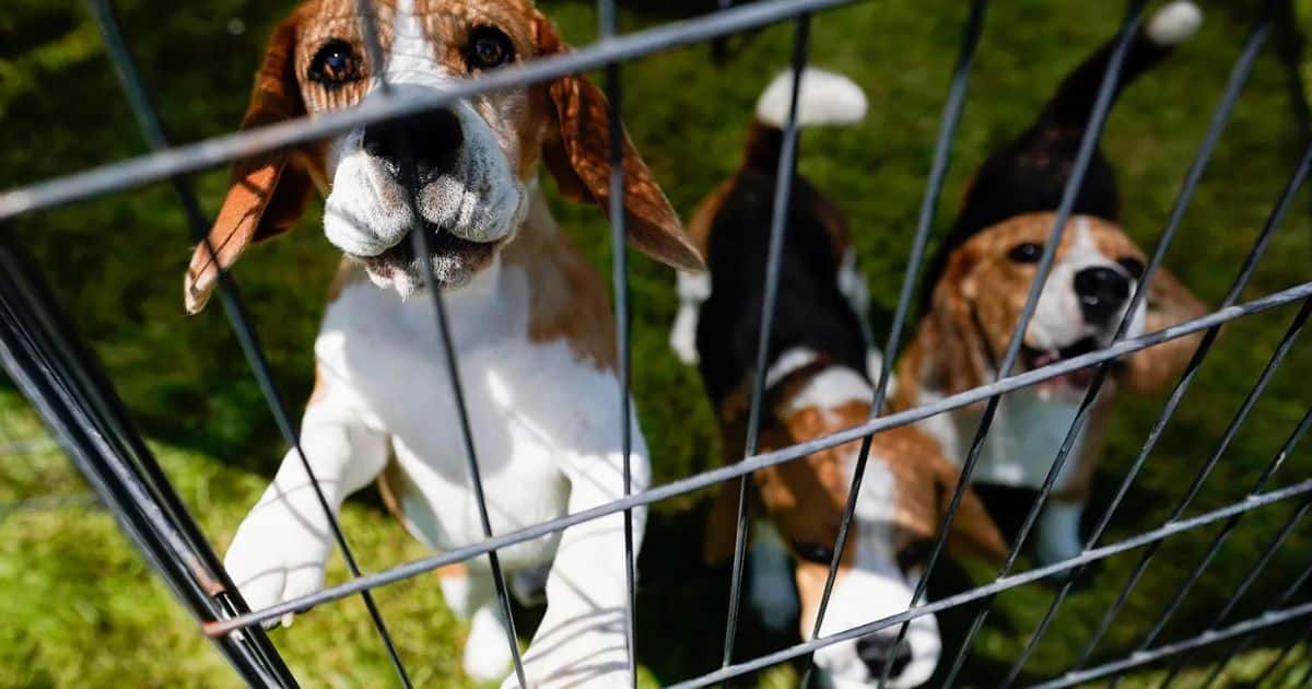 Ethical Questions Surrounding the Use of Beagles in Testing