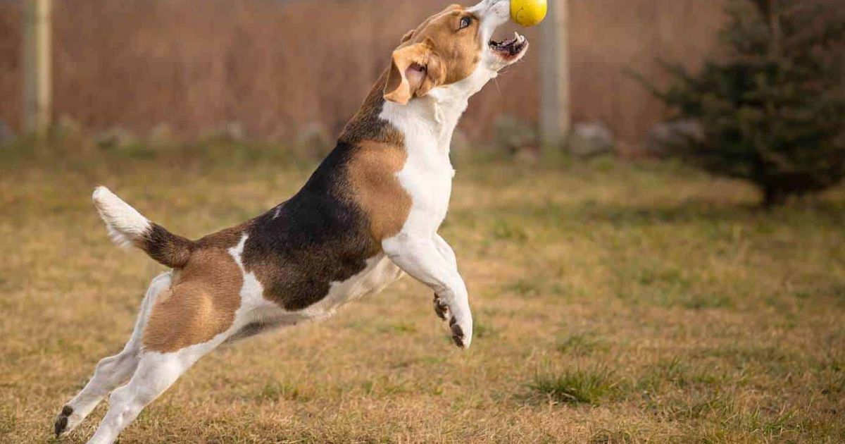 Exercise Needs of Beagles