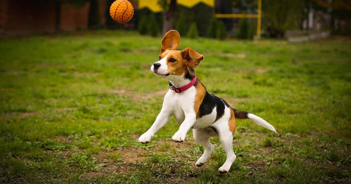 Exercise Needs of Beagles