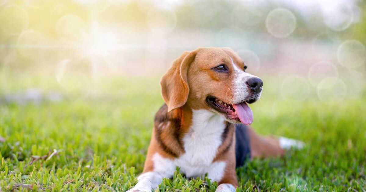 Factors Affecting Beagle Lifespan