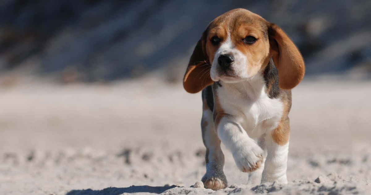 Finding the Perfect Beagle for Your Family