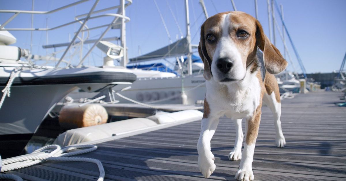 Future of Beagle Use in Research