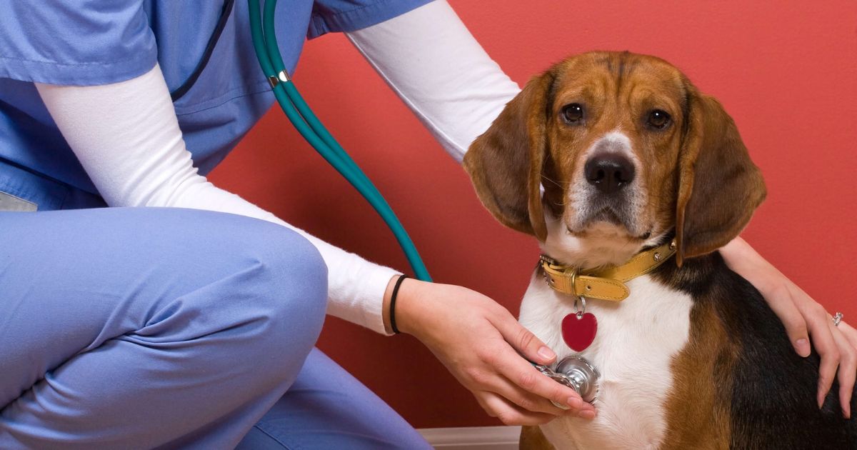 Health Considerations for Beagle Service Dogs