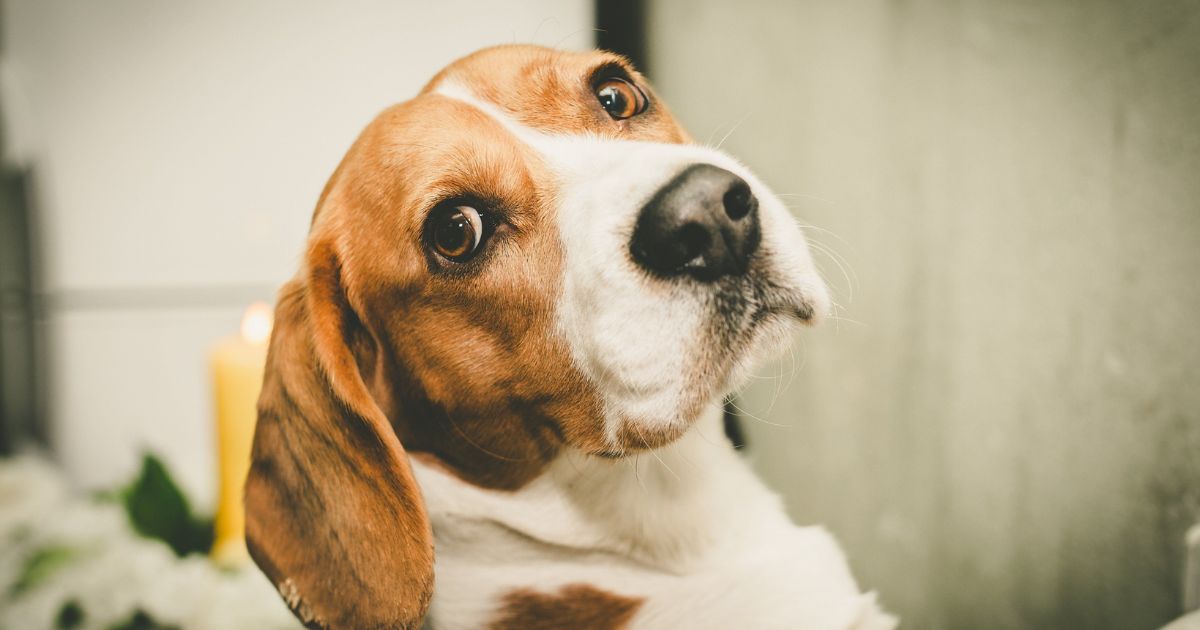 History of Beagle Use in Research