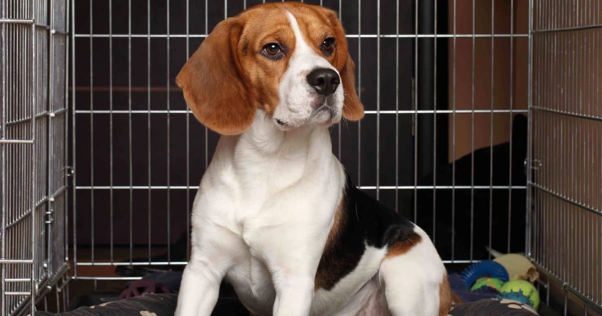 Housebreaking a Beagle