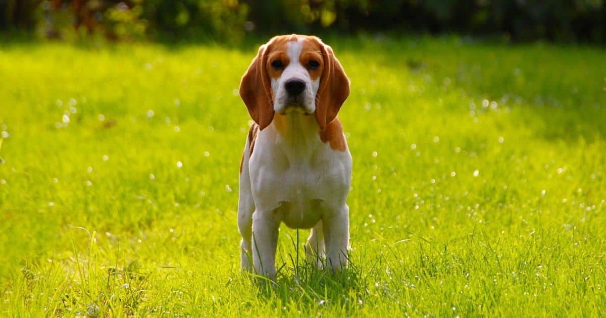 How Big Do Beagles Get Full Grown?