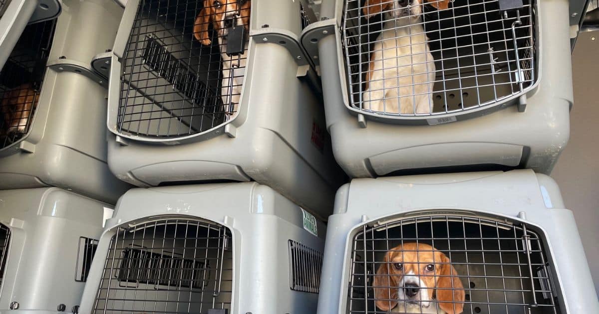 How Many Beagles Were Rescued in Virginia?