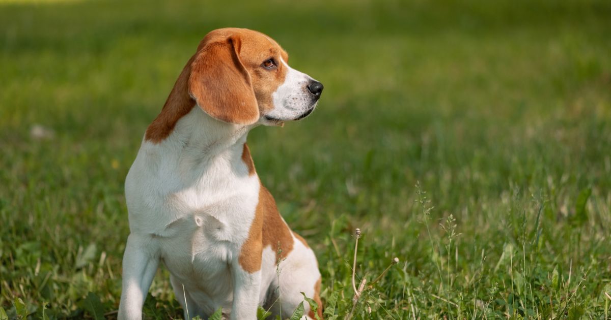 How Much Does a Beagle Dog Cost