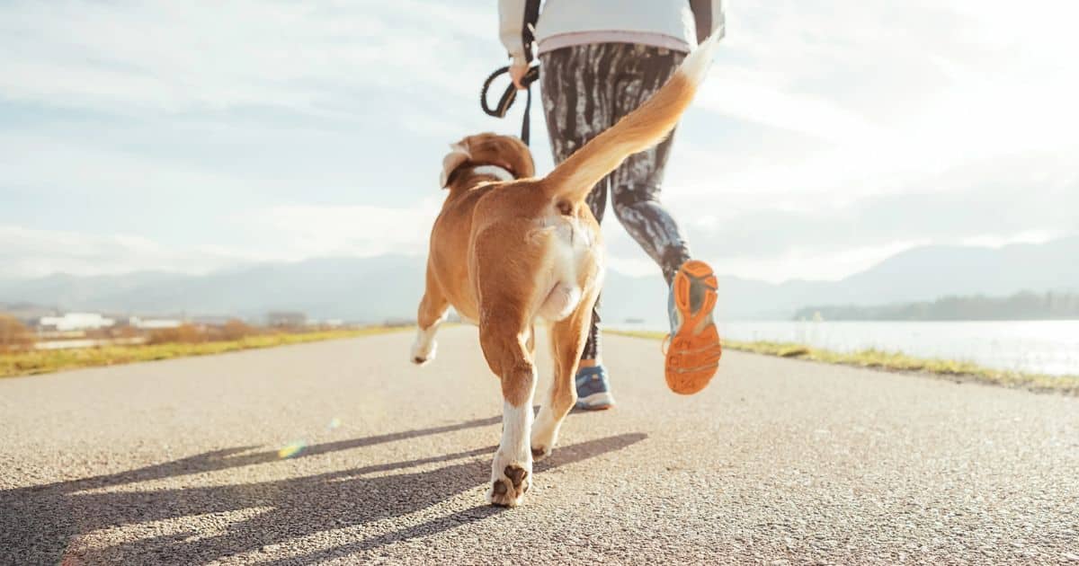 How Much Exercise Does a Beagle Need