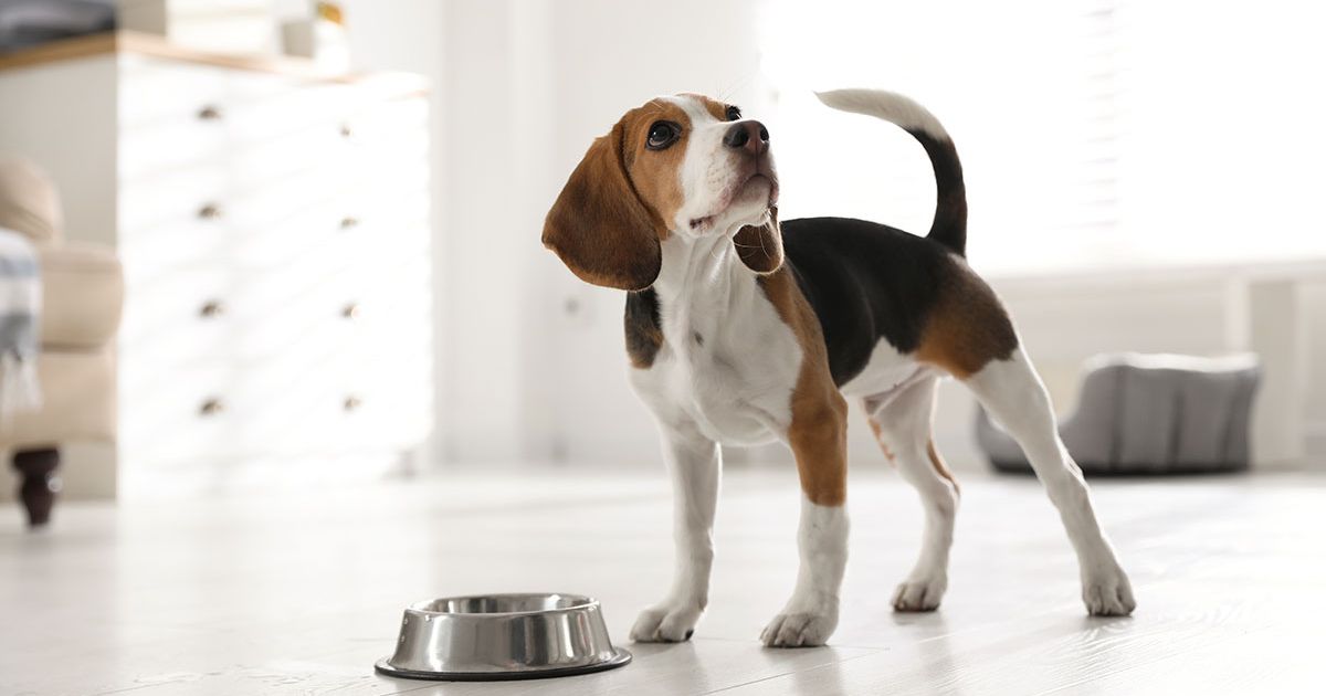 How Much To Feed a Beagle Puppy?