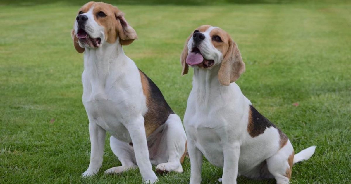 how tall is barnaby beagle? 2