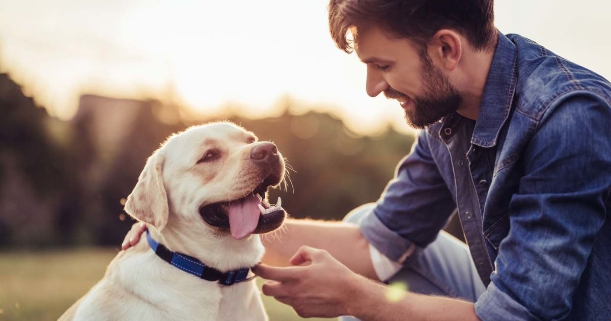 Importance of National Beagle Day