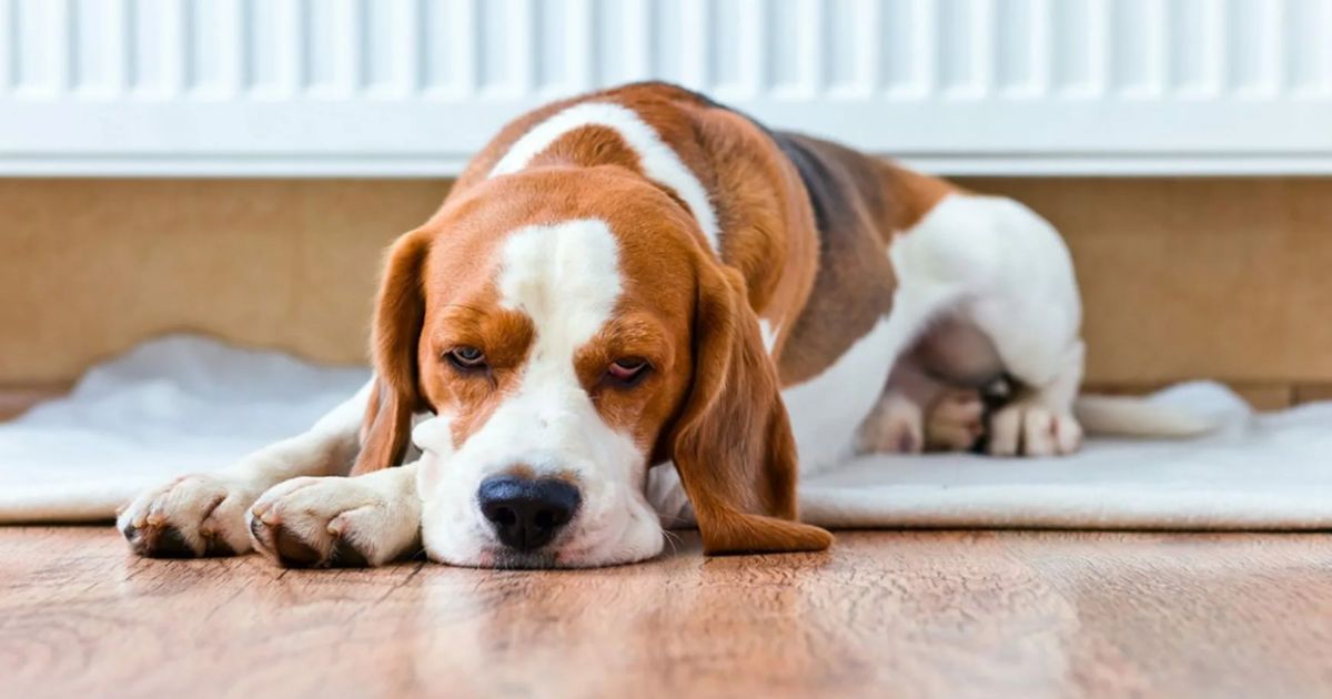 Introducing Beagles to Other Dogs: Tips and Guidelines