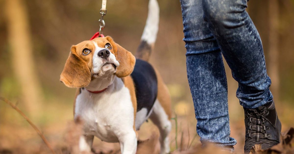 Monitoring Your Beagle's Exercise Routine