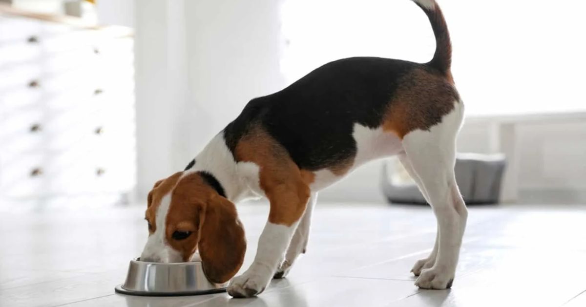 Nutrition and Diet for Beagles