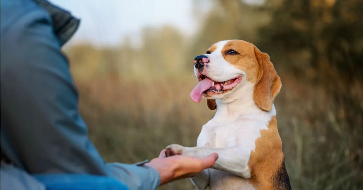 Remembering Beagles Past and Present