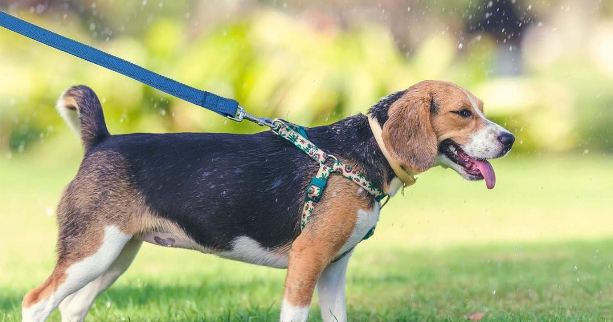 Stimulating Activities for Beagles