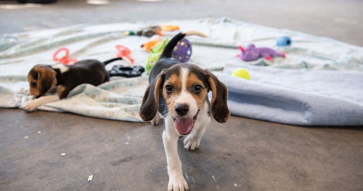 The Amazing Tally of Beagles Saved in Virginia