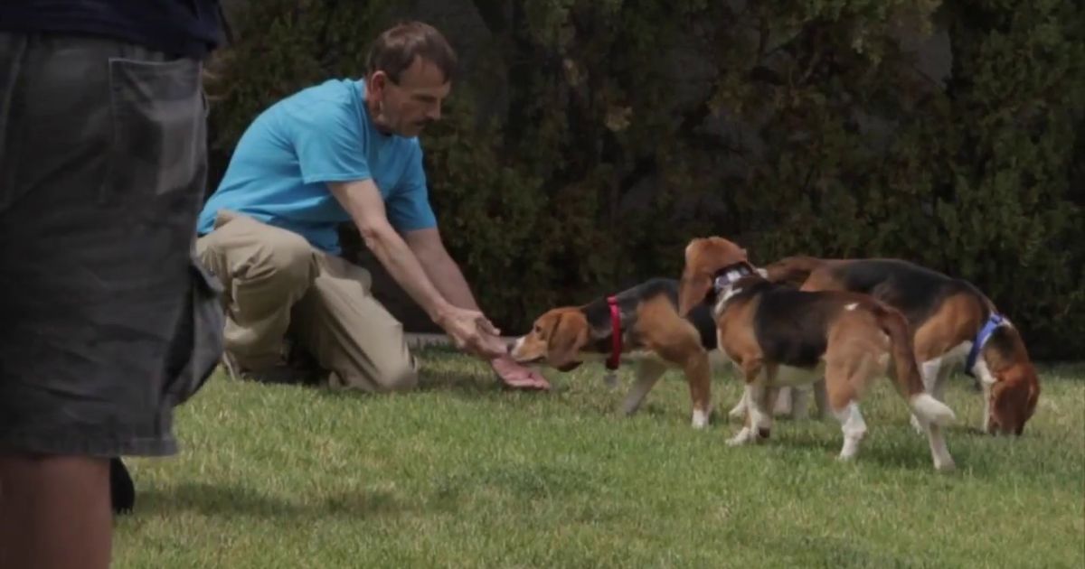 The Virginia Beagle Rescue Mission: How Many Dogs Were Saved