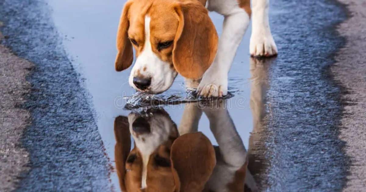 Tips for Increasing Beagle Lifespan